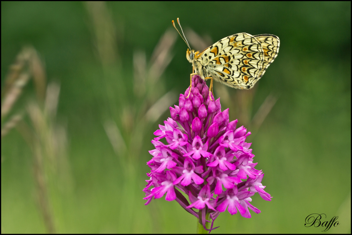 Melitaea phoebe